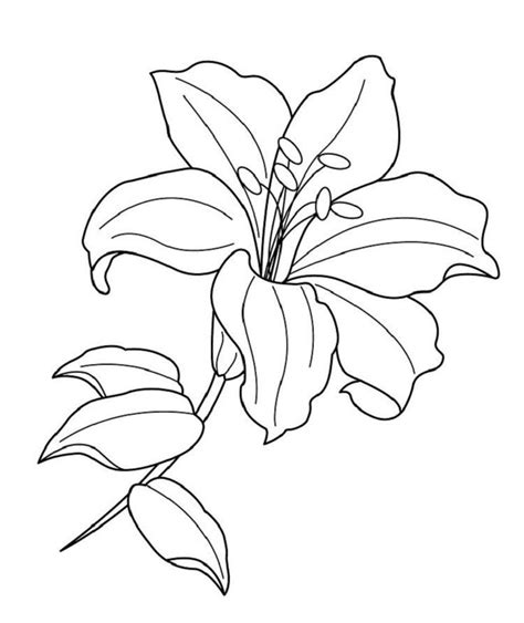 Lily Flower Coloring Pages | Flower line drawings, Lilies drawing ...