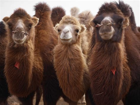 Herd of camels with fluffy necks · Free Stock Photo