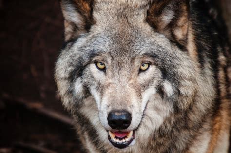 Ficha de lobos | Blog | Naturaleza | PBS | Digital Travel