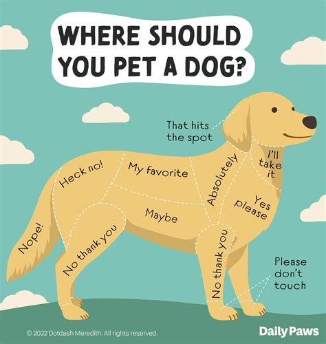 Petting A Dog: Tips And Tricks