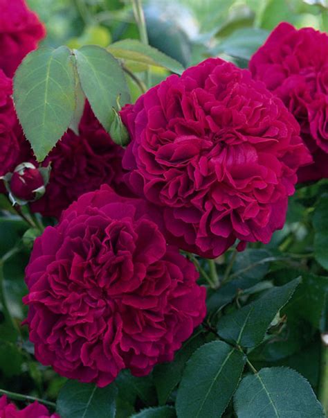 Best English Rose Varieties : Biological Science Picture Directory ...