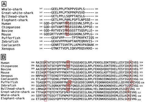 Comparison of amino acid sequences around the thrombin and FXa cleavage ...