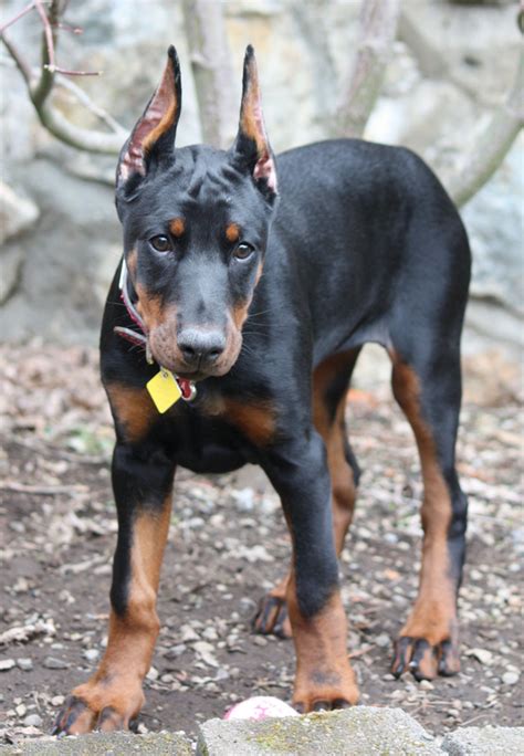 European Doberman Puppies for Sale - European Dobermans