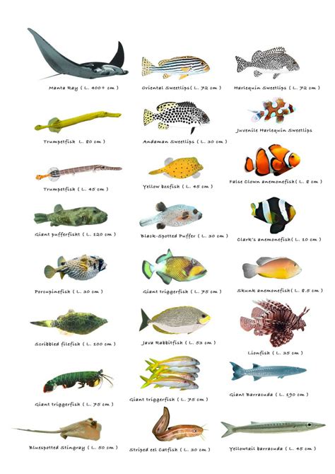 Types of Little Fish Chart 18"x28" (45cm/70cm) Canvas Print