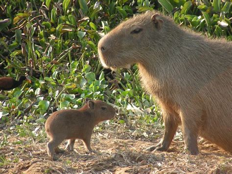 Capybaras, Giant Rodents Native to South America, Could Become Invasive ...