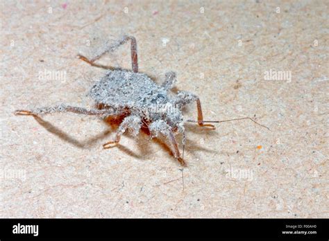 Masked hunter bug, Fly bug (Reduvius personatus), nymph, Germany Stock ...