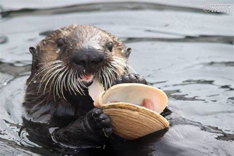 SEA OTTER EAT SEA FOOD Animals And Pets, Baby Animals, Funny Animals ...