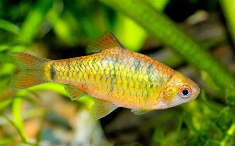 Golden Barb Care: Complete Guide for Beginners - AquariumNexus