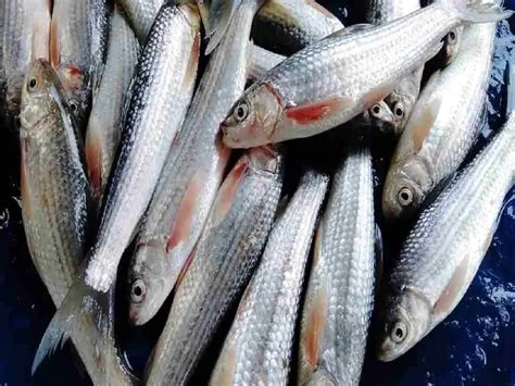 Mrigal Fish Health Benefits দাম কম-কাজ বেশি, রুই-কাতলা না কিনে মাঝে ...