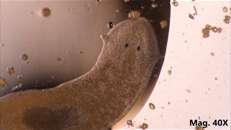 Planaria moving and feeding under the microscope - YouTube