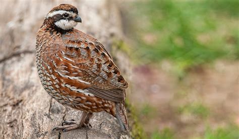 3 Best Quail Breeds for Meat - Farmhouse Guide