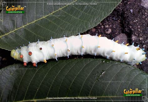 Cecropia Silk Moth Caterpillar