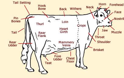 Cattle - Reid's Animalz Science