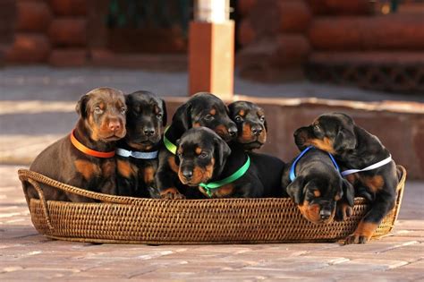 How to Choose the Best Doberman Puppy from a Litter – Doberman Planet