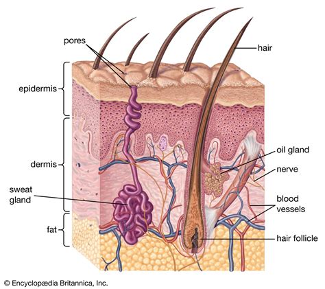 Eccrine Sweat Glands On Body