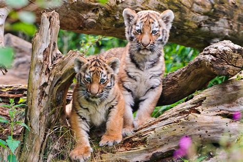 Big cats, Cubs, Tigers, HD Wallpaper | Rare Gallery