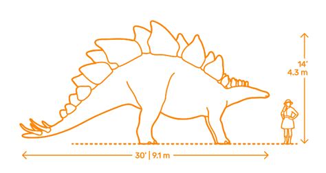 Stegosaurus Dimensions & Drawings | Dimensions.com