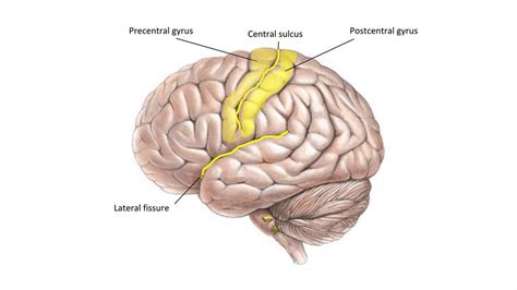 Precentral and Postcentral gyrus Diagram | Quizlet