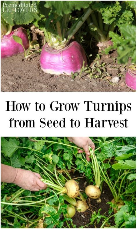 How to Grow Turnips in Your Garden - Tips from Seed to Harvest