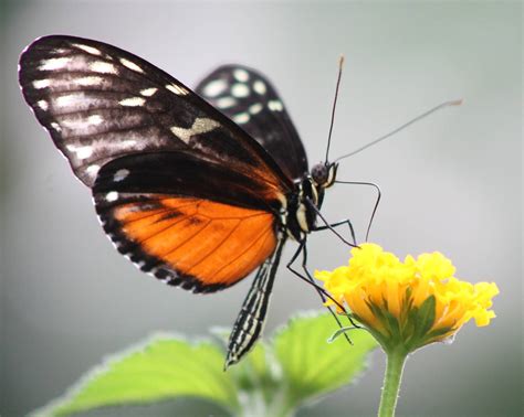 Heliconius butterfly - ZooChat