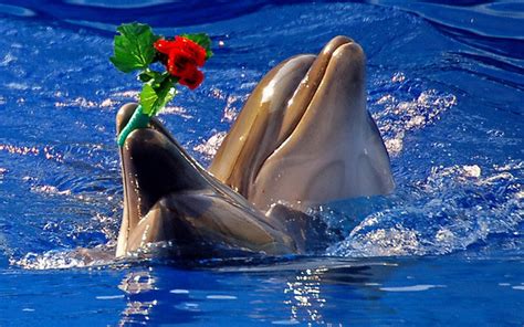 Cute Dolphin Wallpaper - WallpaperSafari