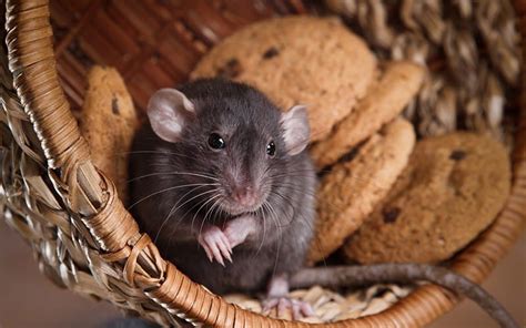 Pet Rat Behavior & How To Understand It (See Our Guide With Videos)