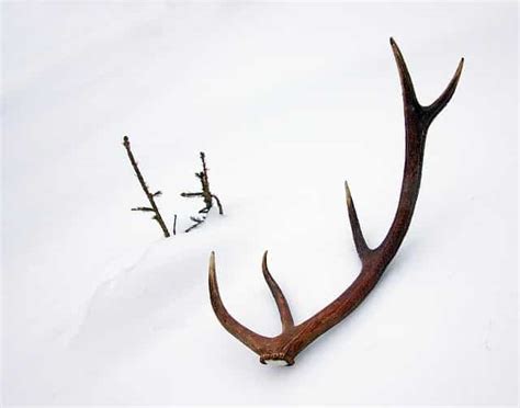 How to Clean Antlers: The Complete Guide - Mom Goes Camping