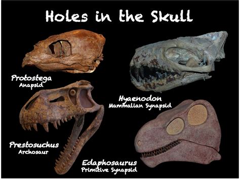 The Natural World: 'Donts and 'Apsids: Ancestral Dinos and Mammals of ...