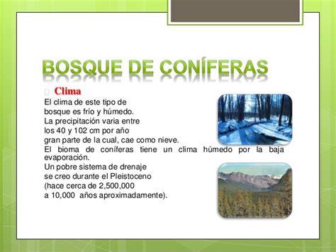 Cuales la flora y fauna del bosque de coniferas - Imagui