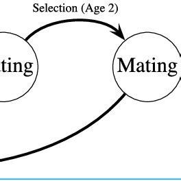 Haploid life cycle for cohorts of males: haploid males emerge, grow ...