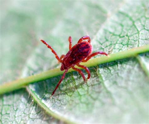 Chigger Mite Identification, Habitat & Behaviors | Russell's Pest Control