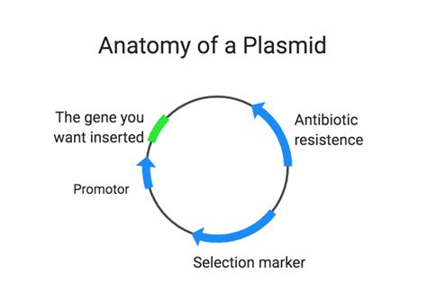 Why Validating Your Plasmids is Key to a Successful Transgenic, and How ...