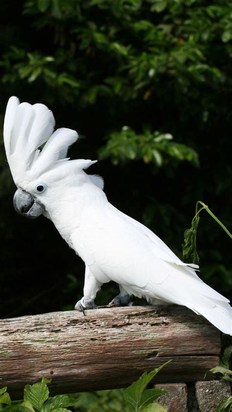 White Cockatoo