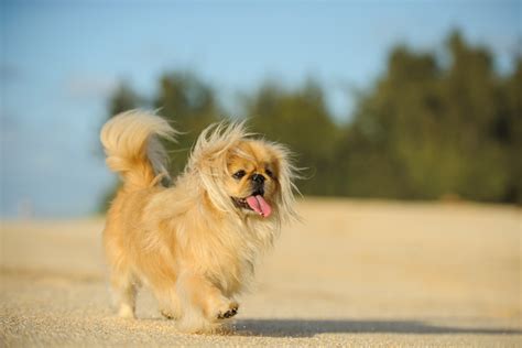 Top 11 Pekingese Breeders In The US