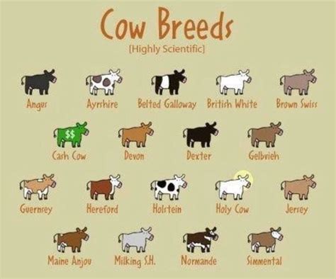 Cow breeds | Dairy cow breeds, Baby cows, Cow