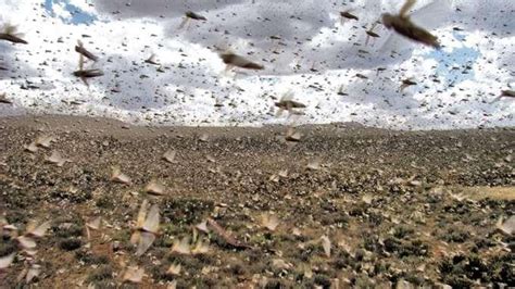 Preventing the spread of desert locust swarms | PreventionWeb