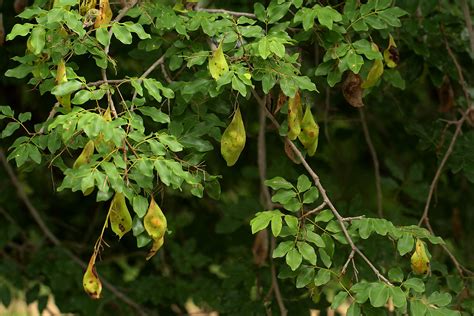 Flora of Zimbabwe: Species information: individual images: Pterocarpus ...