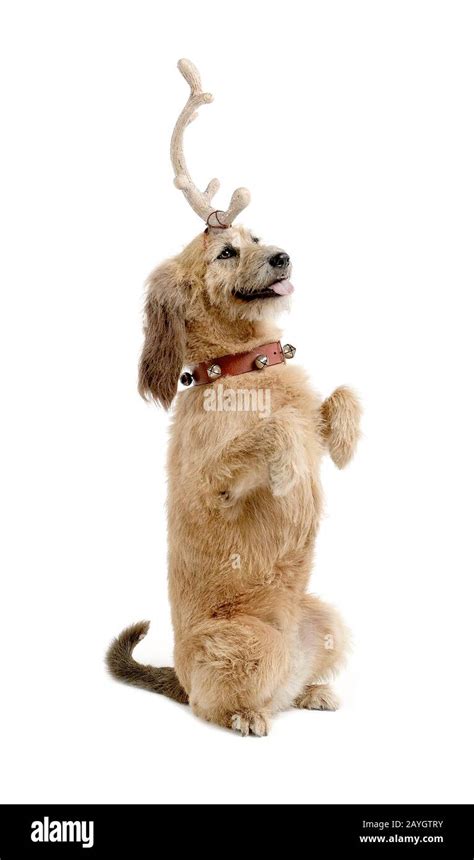 Max dog grinch hi-res stock photography and images - Alamy