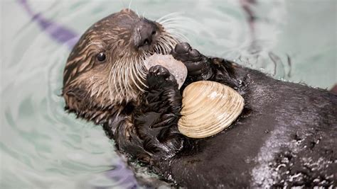 Cute Sea Otters Eating