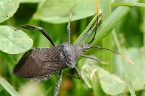 Acanthocephala Species | Henry Hartley