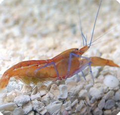 Caribbean Pistol Shrimp, Symbiosis Shrimp - Alpheus sp. | Pistol shrimp ...