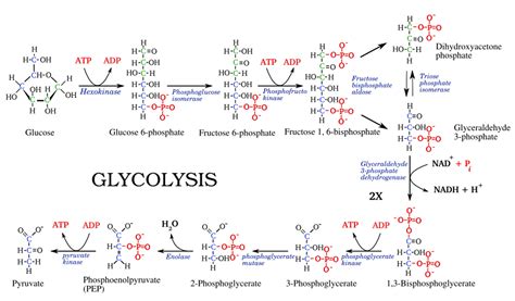 How Many Enzymes Catalyze Glycolysis at Maria Henry blog