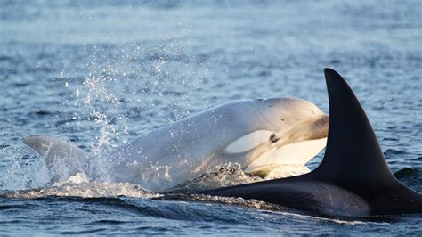 'The whale is doing well': Scientists say B.C.'s rare white orca is ...