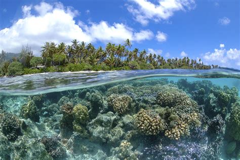 Types of Coral Reefs - Coral Reef Alliance