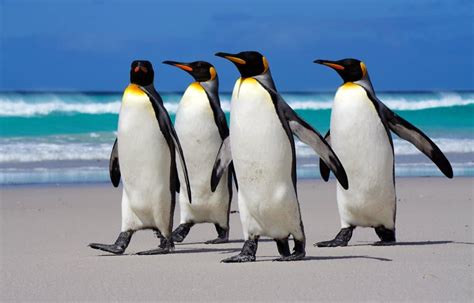 10 Interesting Facts About King Penguins - A-Z Animals