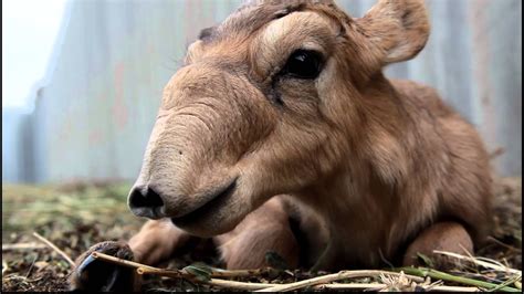 IFAW Russia - Saiga antelopes are rare creatures - YouTube