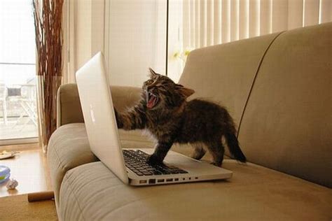 Cat Using Laptop - 1Funny.com