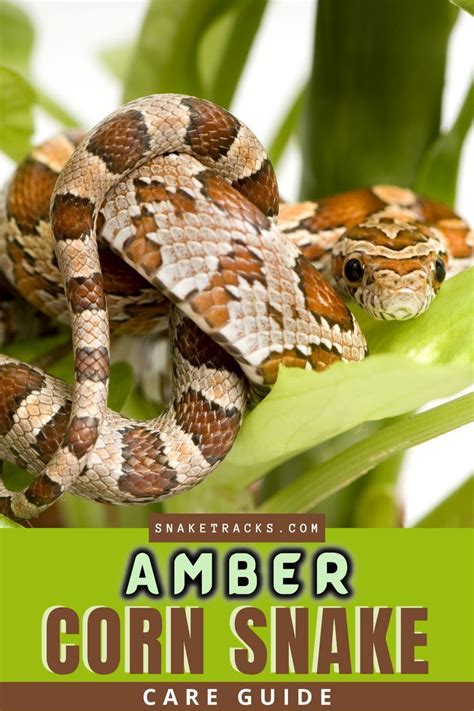 Amber Corn Snake - Care Guide... | Corn snake, Snake, Okeetee corn snake