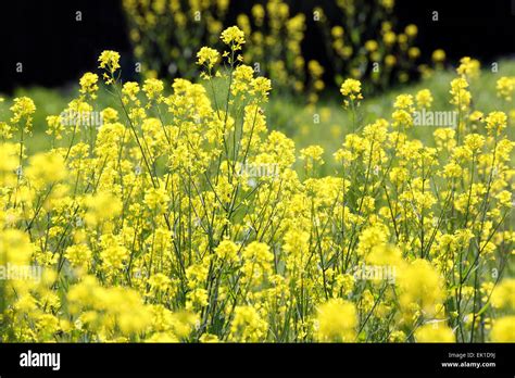 canola or rapeseed plants in the farm field Stock Photo - Alamy