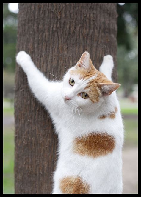 Climbing the tree... | Funny Cat Pictures